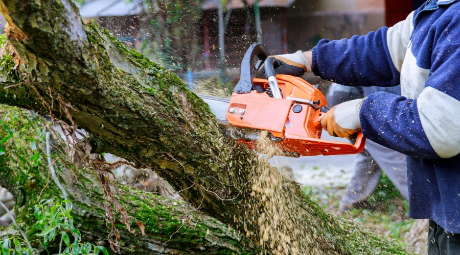 Tree Removal Tree Removal