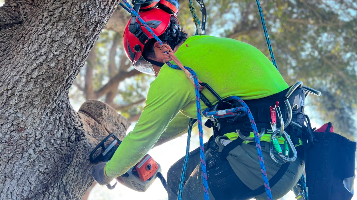 arborist cutting a tree with a chainsaw