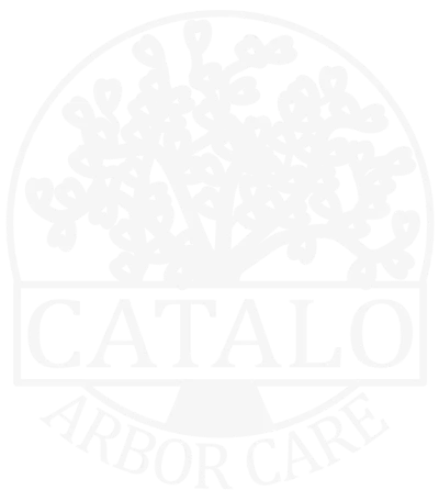 White Catalo Arbor Care